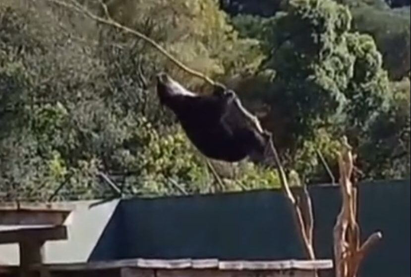  Em Curitiba um Urso cai de árvore e viraliza: “Piá rebelde”