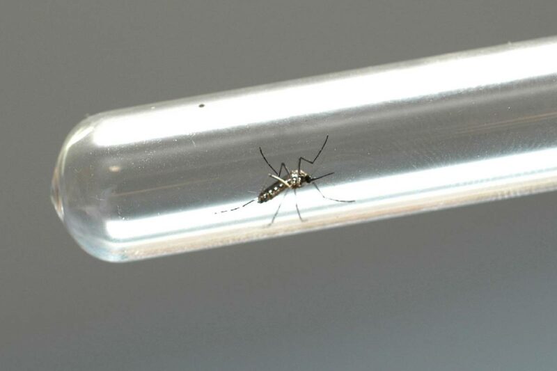  Dengue no Paraná: mais de 23 mil novos casos são confirmados