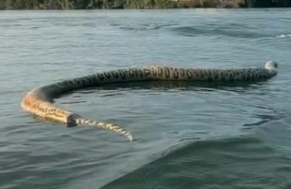  Cobra gigante é filmada por pescador em lago do Tocantins