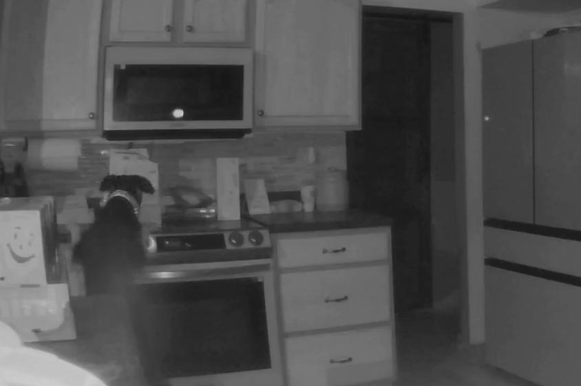  Casa é incendiada após cachorro ligar fogão durante a madrugada