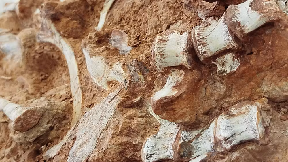  Fóssil de dinossauro é encontrado parcialmente exposto após ação das chuvas em enchente no RS