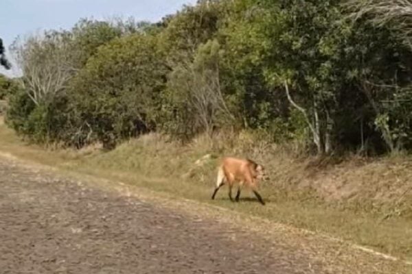  Lobo-guará é flagrado próximo à portaria do Parque Vila Velha