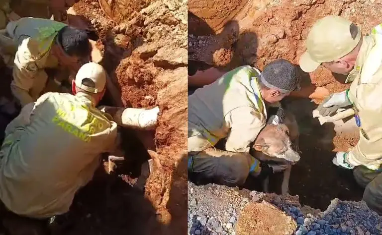  Cachorro é resgatado após ficar preso por um dia em tubulação, em Curitiba