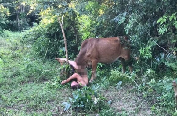  Homem nu é atacado por vaca durante abuso sexual