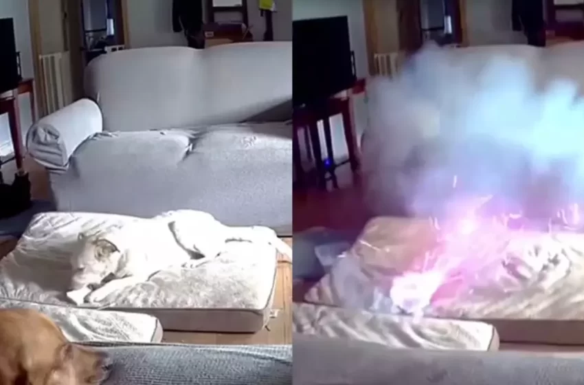  Cachorro mastiga carregador portátil e provoca incêndio em casa