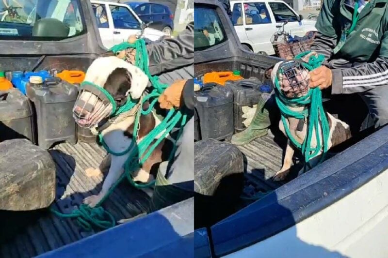 Pitbull ataca e mata homem a poucos metros de creche