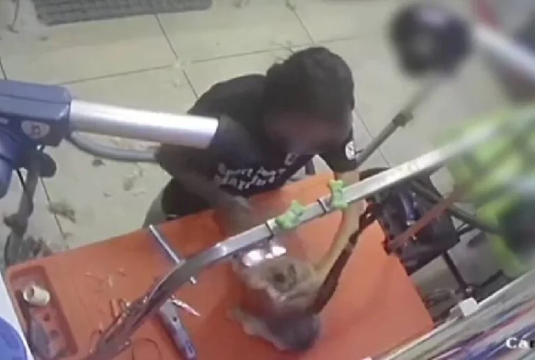  Cachorrinha morre após maus-tratos em pet shop