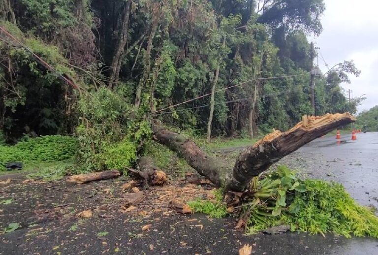  Defesa Civil registra 229 ocorrências durante temporal em Curitiba