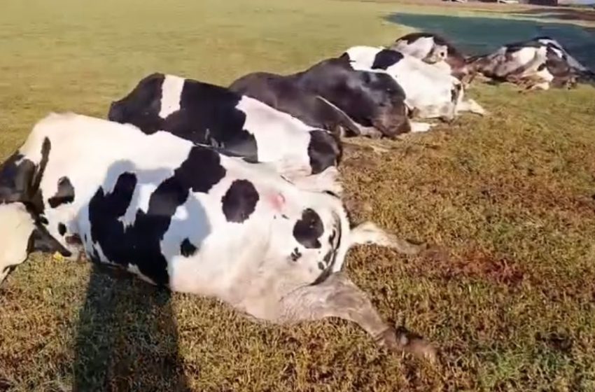  Tragédia no campo: descarga elétrica mata 32 vacas leiteiras em propriedade no interior do Paraná