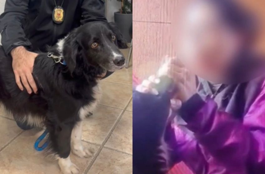 Mulher é investigada por furtar cachorro do ex e forçá-lo a inalar fumaça de maconha em Curitiba
