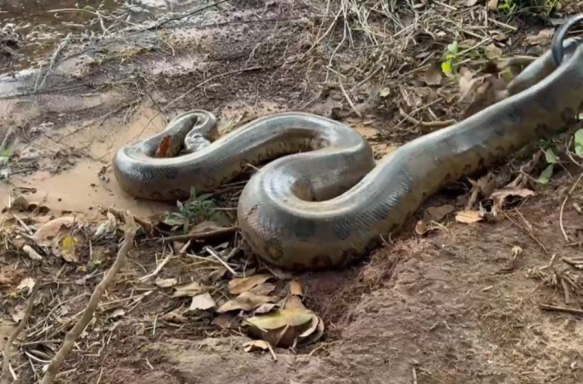 Cobra sucuri de 3,7 metros é capturada perto de casas no oeste do Paraná