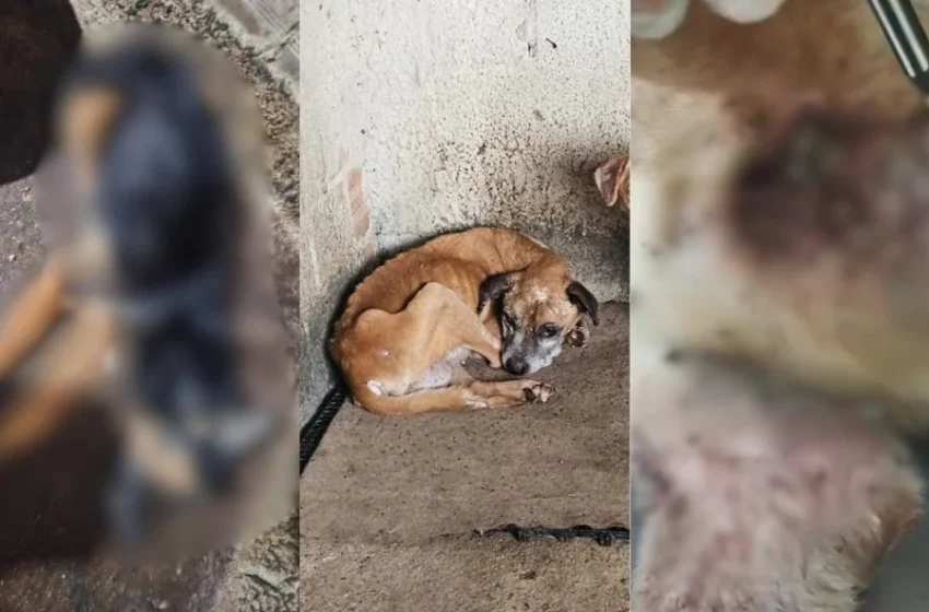  Quase 50 cães são resgatados de hotel pet investigado por maus-tratos em Campina Grande do Sul