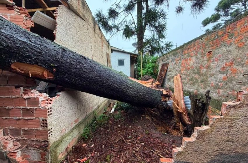  Temporal derruba pinheiro sobre três casas no Portão; árvore já tinha corte autorizado em Curitiba